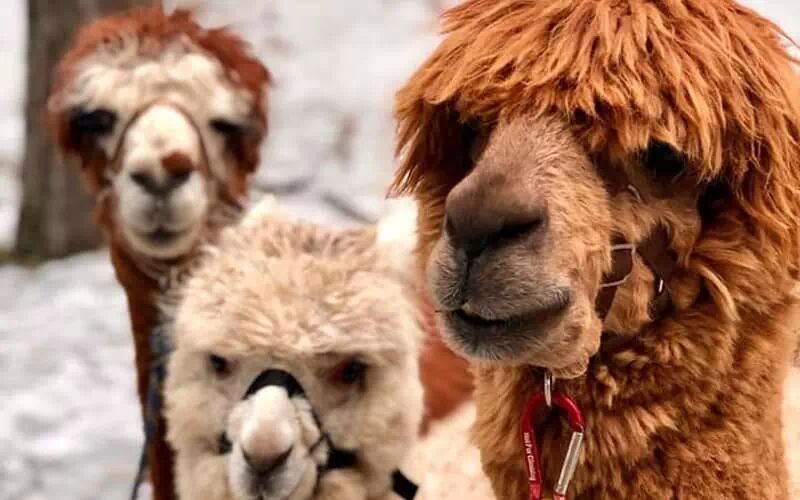 Trekking con gli alpaca sull'Etna